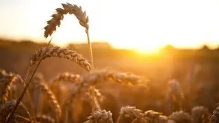 Wheat, barley prices could go even &lsquo;higher&rsquo; due to Russia-Ukraine war