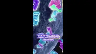 Discovering the Notch Pathway! 🧬🔬 #NotchSignaling