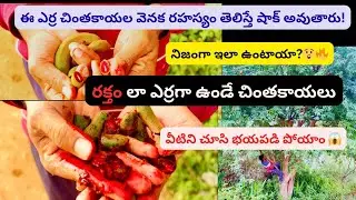 Red Tamarind: Nature's Secret Weapon Against Inflammation #chinthakaya #rarefruit 