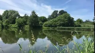 Der Wuhlesee - Ein nat&uuml;rliches Biotop
