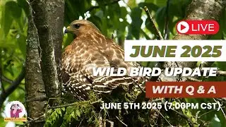 June 2025 June Wild Bird Update with Q&A