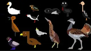 Birds 6 - @TheKidsPictureShow 