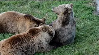 Mother Bear Feeding Kids - Медведица Кормит Малышей