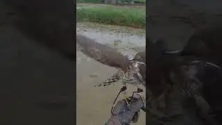 Sparrowhawk free fly