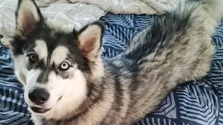 Alusky puppy STEALING the spotlight [And some training ideas]