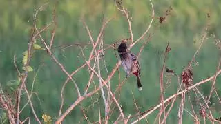 Red vented Bulbul call