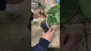 I&rsquo;m trying to root avocado cuttings🥑 🌱  #avocado #avocadotree #roots #homestead #garden