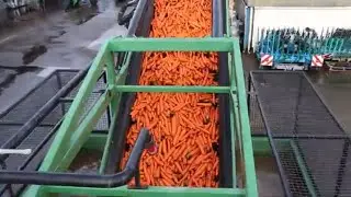 Washing French Carrots - Carrot Washer - Cross Agricultural Engineering