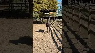 Morgan Horse Cantering In The Paddock 🐎😍 #shorts