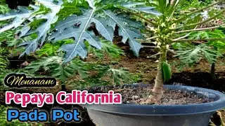 Cara Menanam Pepaya di Pot Agar Cepat Berbuah