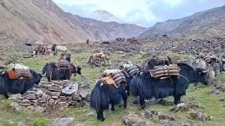 How Nepali Villagers Live Closely with yaks Nature | Mountain Life DomesticwesternNepal 