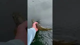 Releasing brown trout caught on Rapala Husky Jerk Little Red River Heber Springs, AR 2022
