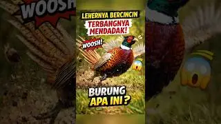 Burung Leher Bercincin Ini Bisa Terbang Mendadak‼️Siapa Dia⁉️#fyp #trending #shorts #viral