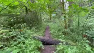 Licorice Fern Trail, Easy Hike, Seattle, WA