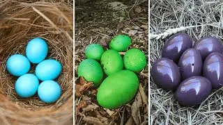 8 Strangest Animal Eggs in the World