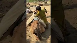 They are filling the camel with water.