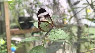 The Glasswing Butterfly - Greta oto - Tropical Butterflies UK