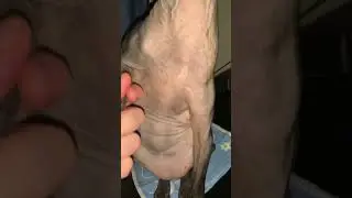 Мы как сиамские близнецы