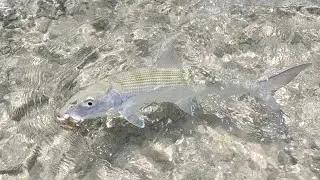 Fishing the Flats - Backwater Bonefish on Mantis Fligs
