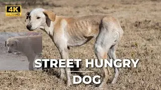 Feeding hungry street dogs | I feel sad for poor disable dog abandoned by accident