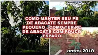PODA DO PE DE ABACATE 🥑 COMO MANTER O ABACATEIRO COM UMA COPA BAIXA /COMO FAZER PODA DO ABACATEIRO