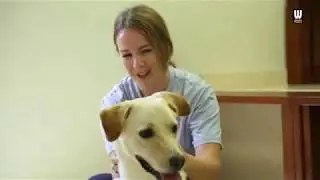 We visit K9 dog shelter in Dubai
