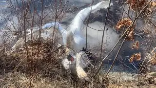 Royal Swan Came! Attacking The Juveniles And The Mature Adult Pair! Cob Gives Juvenile A Beating