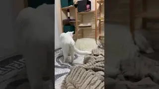 Всех разогнал #catlovers #cat #shorts