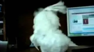 Parrot going crazy of Brutal death metal music!