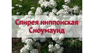 Спирея ниппонская Сноумаунд 🌿 Обзор: посадка и уход. саженцы спиреи: описание и особенности