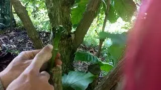 Ghép cà phê và những lưu ý quan trọng