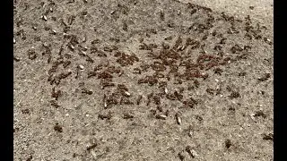 Pogonomyrmex barbatus (Red Harvester Ant) nuptial flight and collecting (8-18-22)