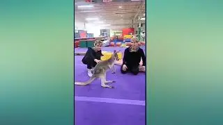 Lucas and marcus . Best musically 2018 .