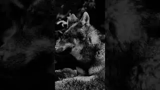 Motivation #motivation #davidgoggins #wolfmindset #motivational #money y