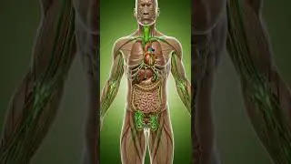 benefits of Green tea in human body