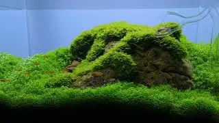 45U Nature Aquarium inside TheAquariumDesignStore