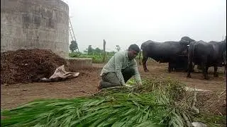 વરસાદ ની રાહ ||The dignity of village vlog|| 