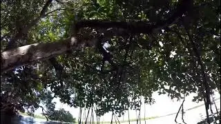 Mangroves - Bocas del Toro