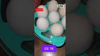 part 2 Our First Silkie Egg Hatch &ndash; Fluffy Chicks or Flop