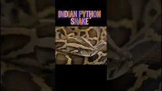 The Indian Python (Python molurus)
