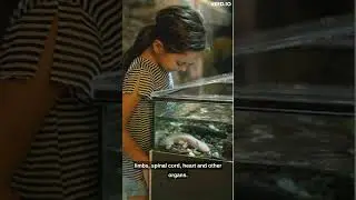 facts about axotols
