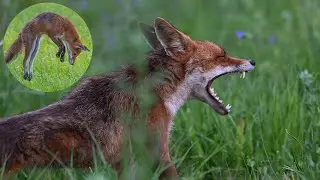 Glapissement du Renard
