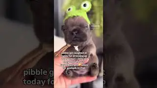 Maybe the Gleebles are misunderstood&hellip; #pibble #memes #dog #pets #cuteanimal #fyp