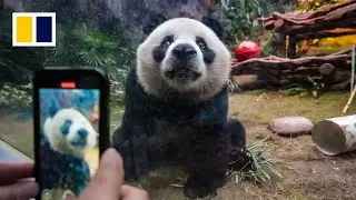 First look at Hong Kong's new giant pandas