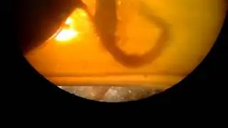 Mermaid's Purse found on beach in Ireland with live shark embryo still inside!