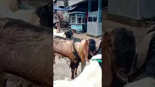 KambingPE jantan 3jtan di pasar pon #hargakambing #kambingetawa #kambingpejrabang #ternakkambing
