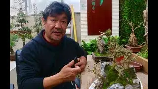 苔藓为何总养不活？困扰了许多爱好者的难题，大叔来给你解决！