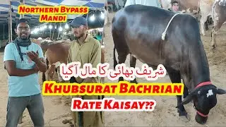 Shareef Ka Maal Aagaya Mandi Me Rate Kaisay? Northern Bypass Mandi 2024.