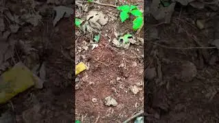 I found the acorns! | Last Chance Pre-Season Scouting #acorns #shorts #hunting #deerhunting #deer