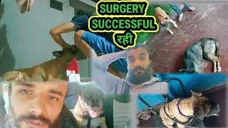 Finally Hiffsi ki Surgery ठीक से हो ही गई #agartist #dogsurgery #animallover #ankushgandhi #doglover
